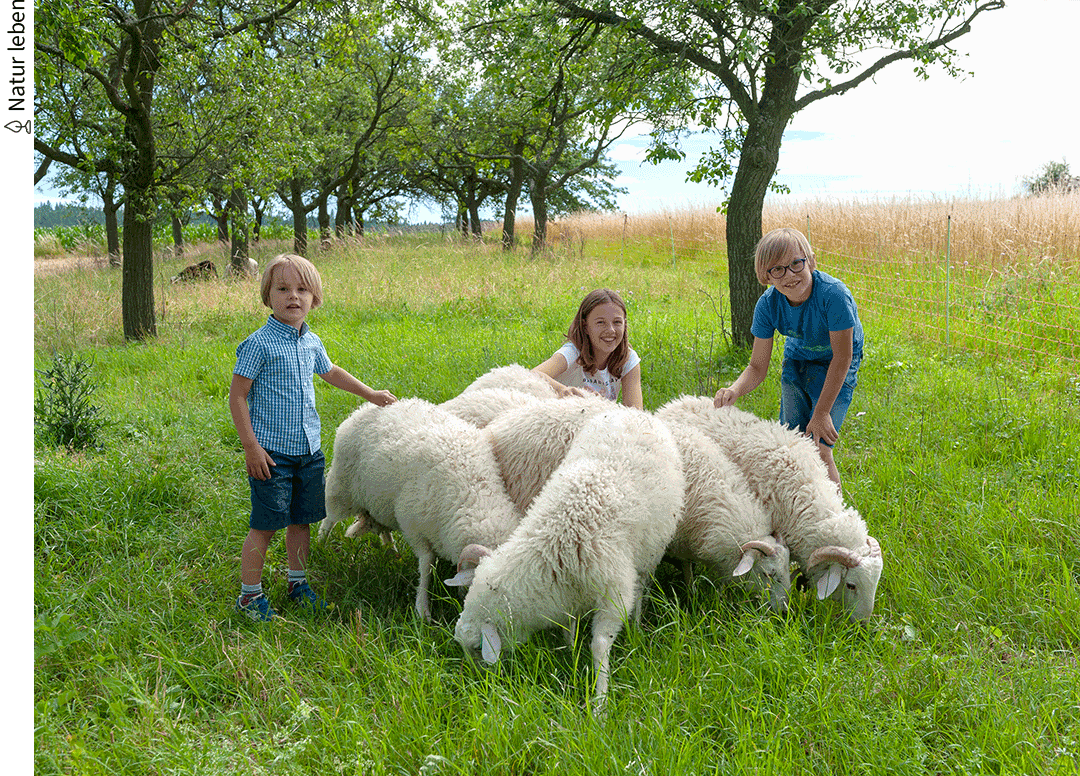 Johannes, Raphael und Sophie mit den Schafen. © Michael Himml